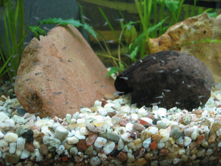 &copy; Zierfischfreunde Immenhausen-Holzhausen CICHLASOMA NIGROFASCIATUM